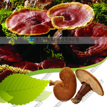 Chinese Natural Slice Whole Part Reishi Ganoderma Lucidum